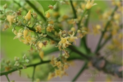 Hevea brasiliensis